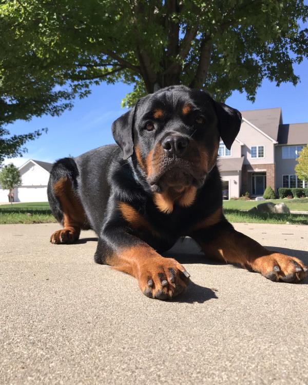 /Images/uploads/MidAmerica Rottweiler Rescue/adoptarottphotocontest/entries/10303thumb.jpg